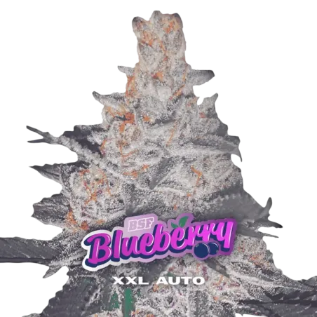 Blueberry XXL Auto