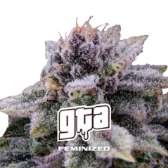 Cogollo Central de GTA de BSF Seeds
