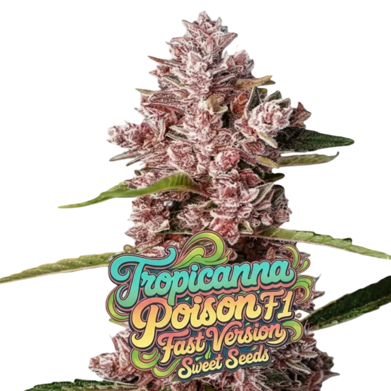 Tropicanna Poison F1 Fast Version