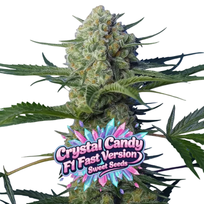 Crystal Candy F1 Fast Version Crystal Candy F1 Fast Version