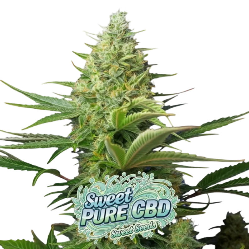 Sweet Pure CBD
