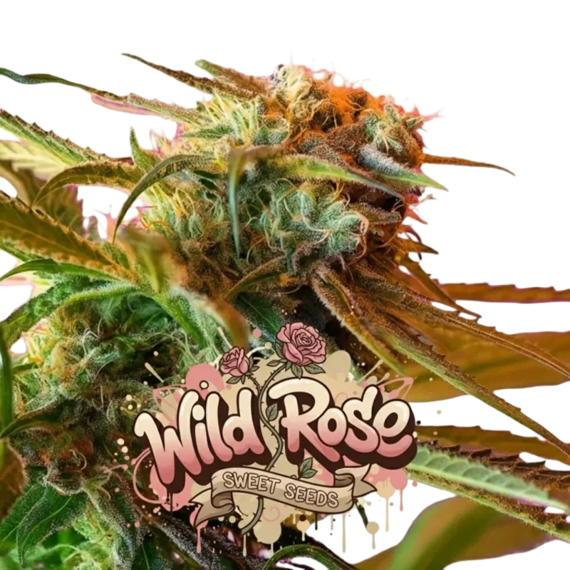 Wild Rose