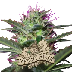 Cogollo Central de Botafumeiros de Sweet Seeds.