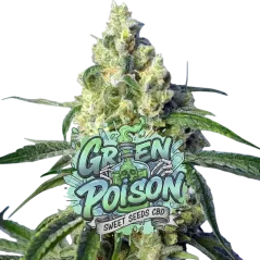 Cogollo central  de Green Poison CBD de Sweet Seeds.