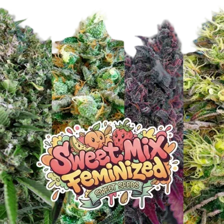 Sweet Mix Feminizadas