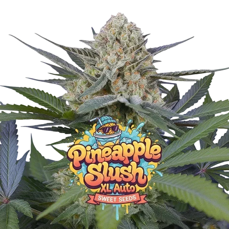 Pineapple Slush XL Auto