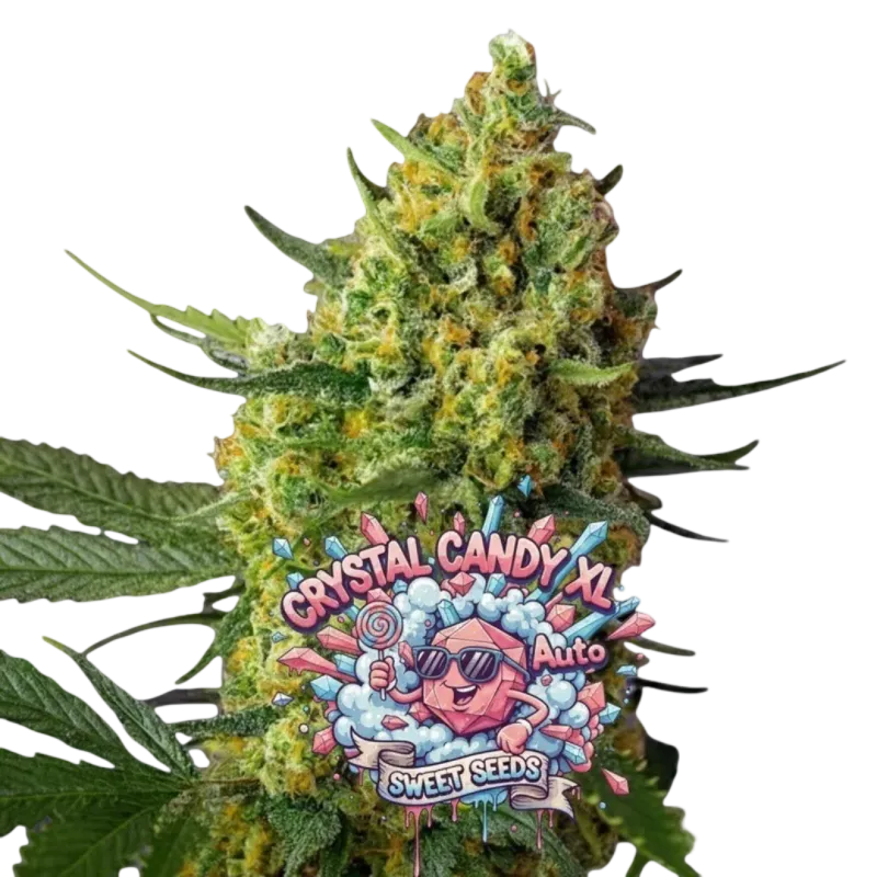 Crystal Candy XL Auto Crystal Candy XL Auto