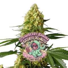 Cogollo Central de Strawberry Banana Gelato XL Auto de Sweet Seeds.