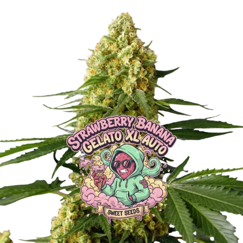 Strawberry Banana Gelato XL Auto