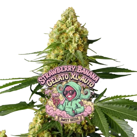 Strawberry Banana Gelato XL Auto