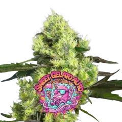 Cogollo Central de Sweet Gelato de Sweet Seeds.