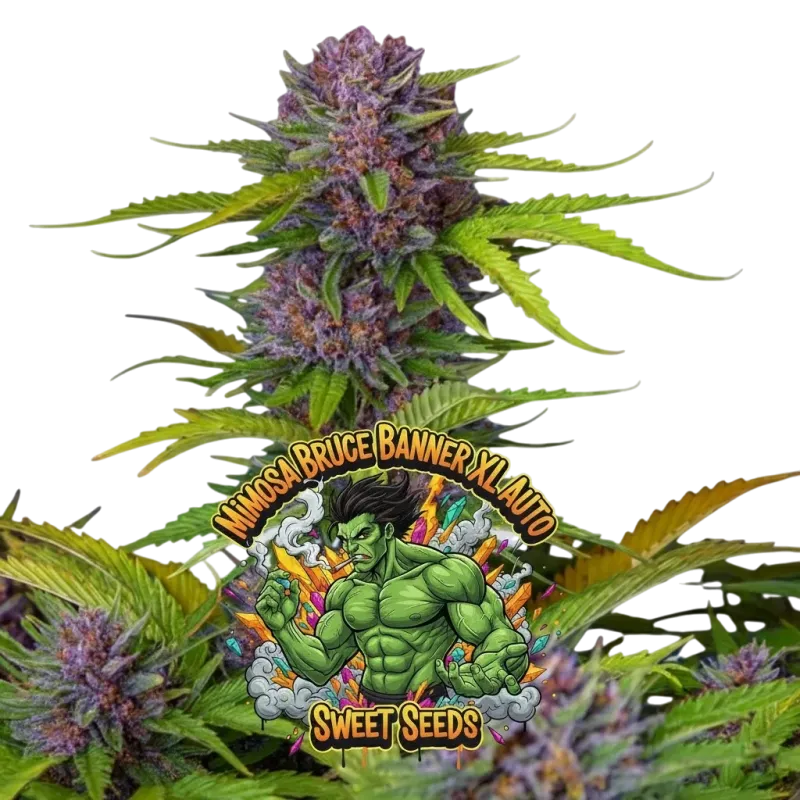 Mimosa Bruce Banner XL Auto