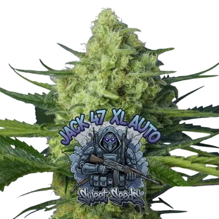 Jack 47 XL Auto