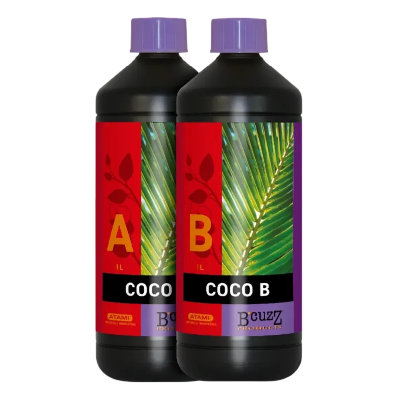 Coco A+B Atami B´cuzz