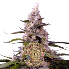 Cogollo central de Banana Cream Cake XL Auto de Sweet Seeds.