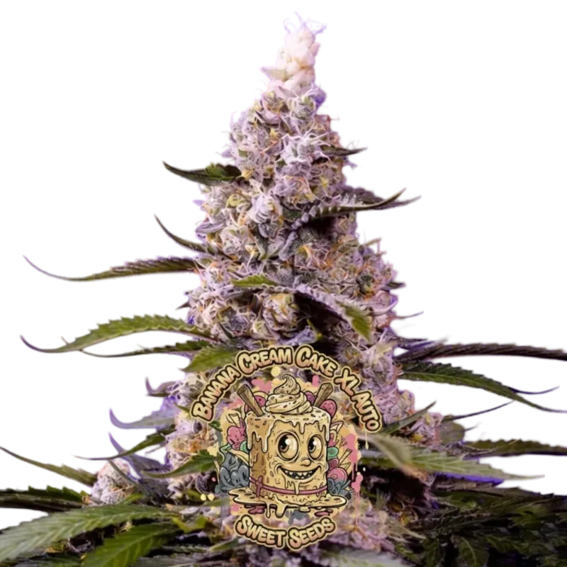 Banana Cream Cake XL Auto