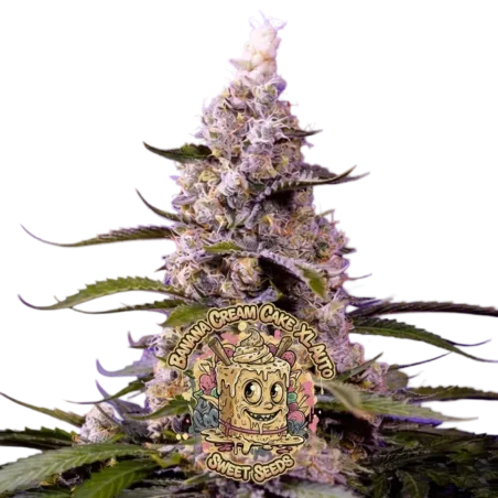 Banana Cream Cake XL Auto