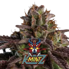 Cogollo Central de Kmintz de Ripper Seeds.