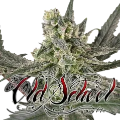 Cogollo Central de Old School de temporada, de Ripper Seeds.