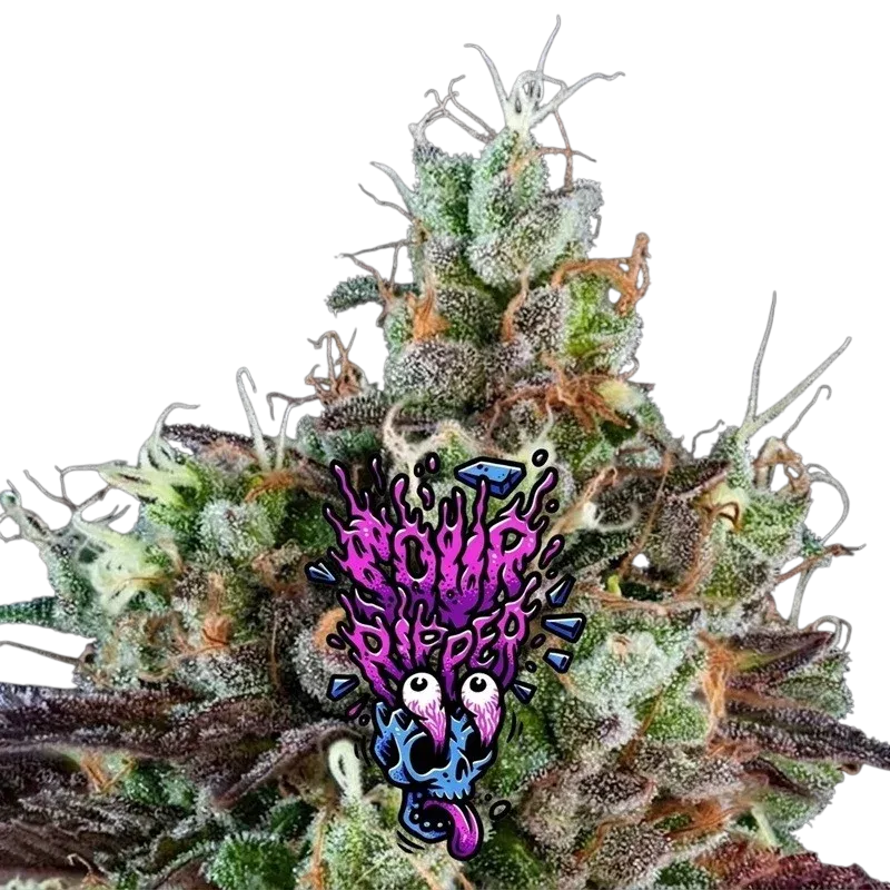 Sour Ripper Auto Sour Ripper Auto