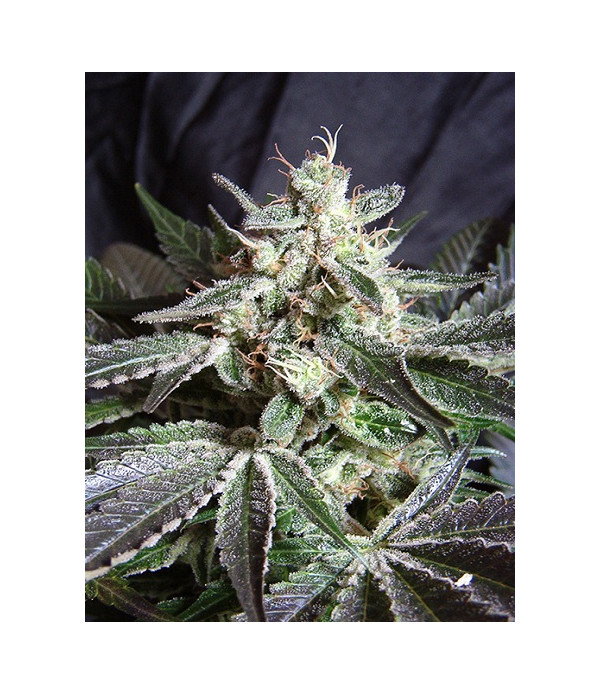 Black Jack