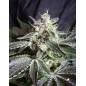 Black Jack