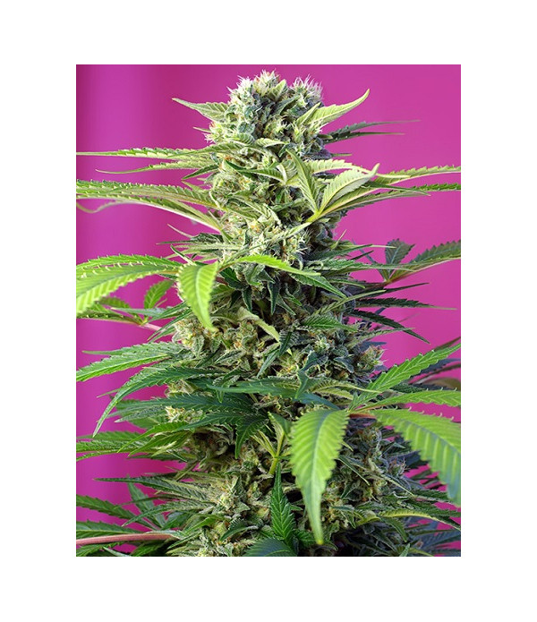 Chem Beyond Diesel CBD