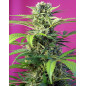 Chem Beyond Diesel CBD