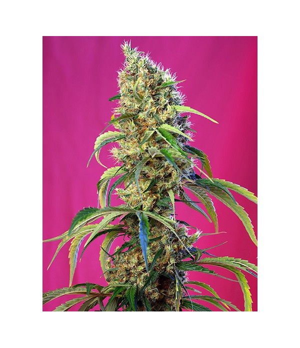 Black jack CBD