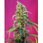 Black jack CBD