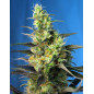 Ice Cool CBD Ice Cool CBD