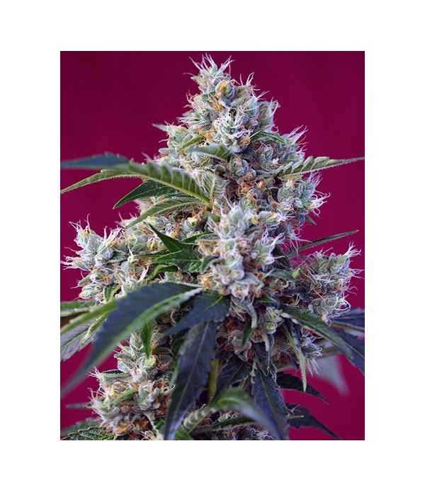 Indigo Berry Kush Indigo Berry Kush