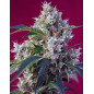 Indigo Berry Kush Indigo Berry Kush