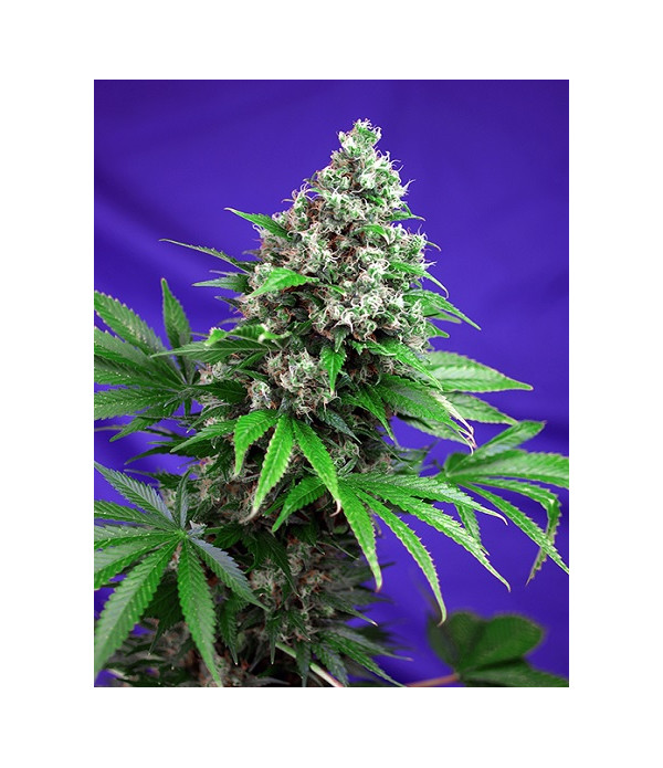 Killer Kush F1 Fast Version