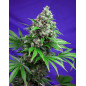 Killer Kush F1 Fast Version