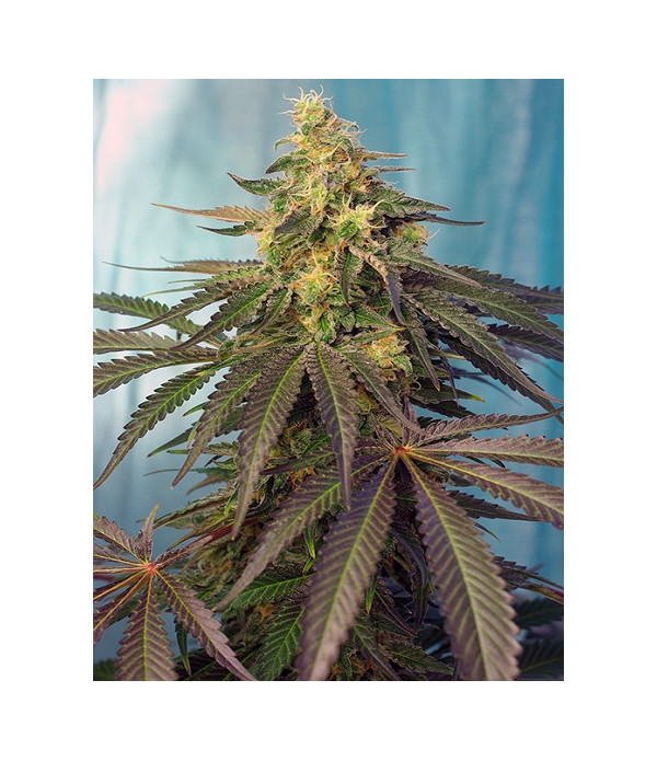 Cream Caramel CBD