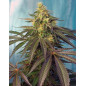 Cream Caramel CBD