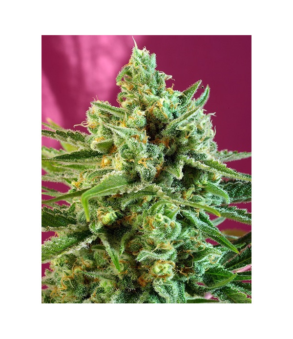S.A.D Sweet Afgani Delicious CBD