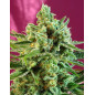 S.A.D Sweet Afgani Delicious CBD