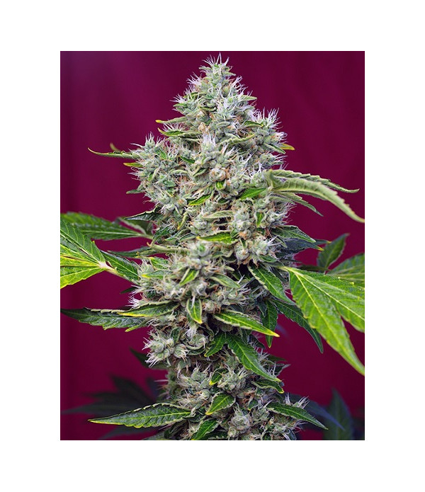 San Fernando Lemon Kush San Fernando Lemon Kush