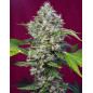San Fernando Lemon Kush San Fernando Lemon Kush