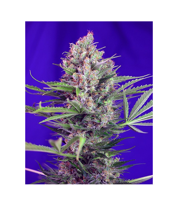 Cream Mandarine F1 Fast Version
