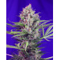 Cream Mandarine F1 Fast Version