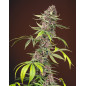 Red Mandarine F1 Fast Version Red Mandarine F1 Fast Version
