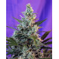 Sweet Skunk F1 Fast Version Sweet Skunk F1 Fast Version