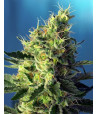 Flor principal de una Sweet Pure CBD.