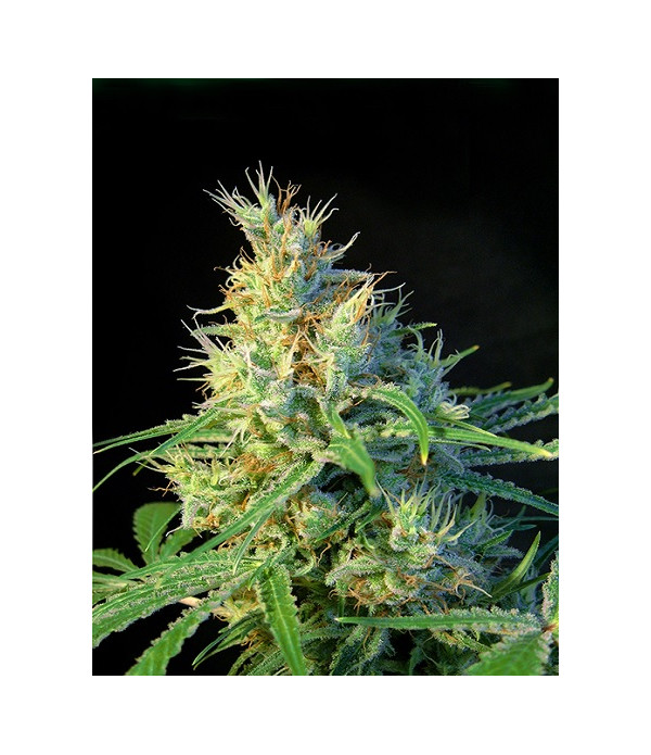 Psicodelicia