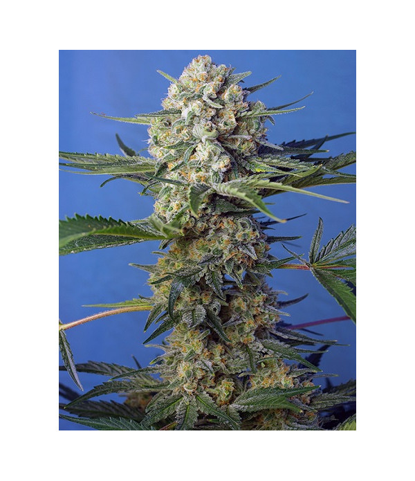 Crystal Candy F1 Fast Version Crystal Candy F1 Fast Version