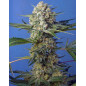 Crystal Candy F1 Fast Version Crystal Candy F1 Fast Version