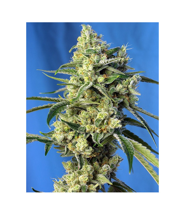 Sweet Amnesia Haze Sweet Amnesia Haze